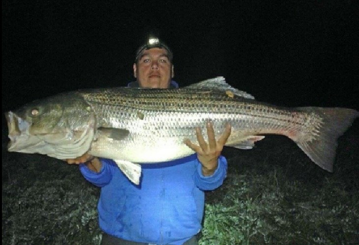 Striped Bass Leader Gamakatsu Hook – Jed Welsh Fishing
