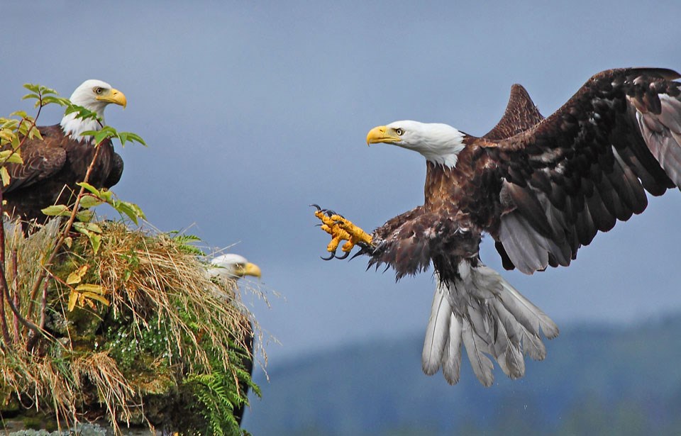 Banded Bald Eagle Resighting Shows a Bird on the Move